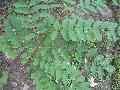 Black Locust / Robinia pseudoacacia